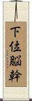 下位脳幹 Scroll