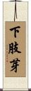 下肢芽 Scroll