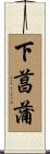 下菖蒲 Scroll
