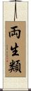 両生類 Scroll