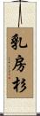 乳房杉 Scroll