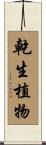 乾生植物 Scroll