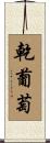 乾葡萄 Scroll