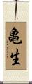 亀生 Scroll