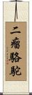 二瘤駱駝 Scroll