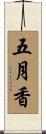 五月香 Scroll