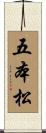五本松 Scroll