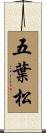 五葉松 Scroll