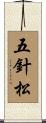 五針松 Scroll