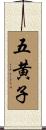 五黄子 Scroll