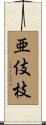 亜伎枝 Scroll