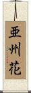 亜州花 Scroll