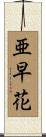 亜早花 Scroll