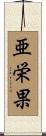 亜栄果 Scroll