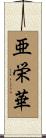 亜栄華 Scroll