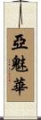 亞魅華 Scroll