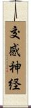 交感神経 Scroll