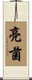亮菌 Scroll