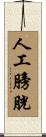 人工膀胱 Scroll