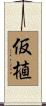 仮植 Scroll