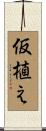 仮植え Scroll