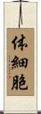 体細胞 Scroll