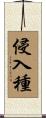 侵入種 Scroll