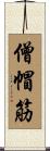 僧帽筋 Scroll
