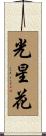 光星花 Scroll