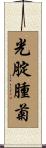光腚腫菊 Scroll