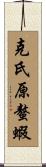 克氏原螯蝦 Scroll