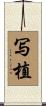 写植 Scroll