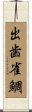 出歯雀鯛 Scroll