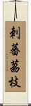 刺蕃茘枝 Scroll
