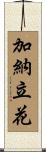 加納立花 Scroll