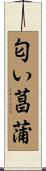 匂い菖蒲 Scroll
