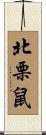 北栗鼠 Scroll