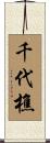 千代樵 Scroll