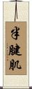 半腱肌 Scroll