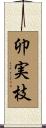 卯実枝 Scroll