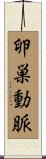 卵巣動脈 Scroll