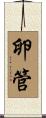 卵管 Scroll