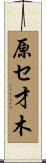 原セ才木 Scroll