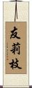 友莉枝 Scroll