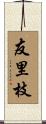 友里枝 Scroll