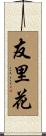 友里花 Scroll