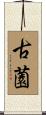 古薗 Scroll