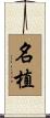 名植 Scroll