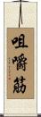 咀嚼筋 Scroll