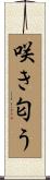 咲き匂う Scroll